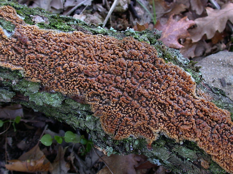 Corticiaceae da determinare... (Radulomyces molaris)